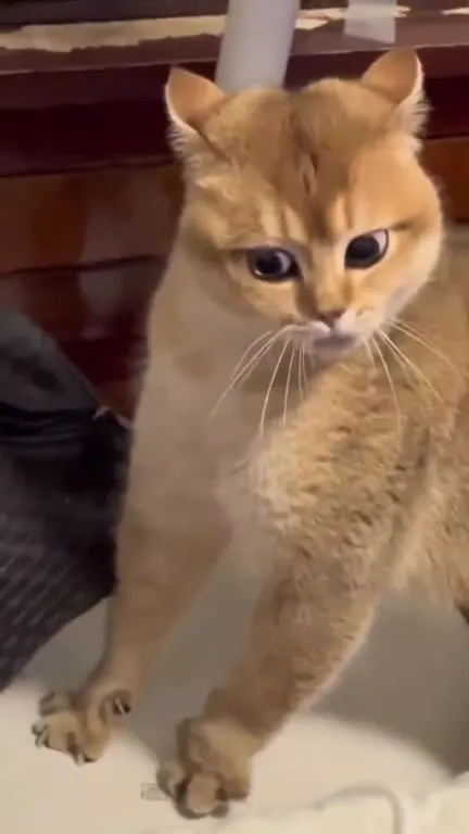 Кот возмущённо мяукает на другого кота