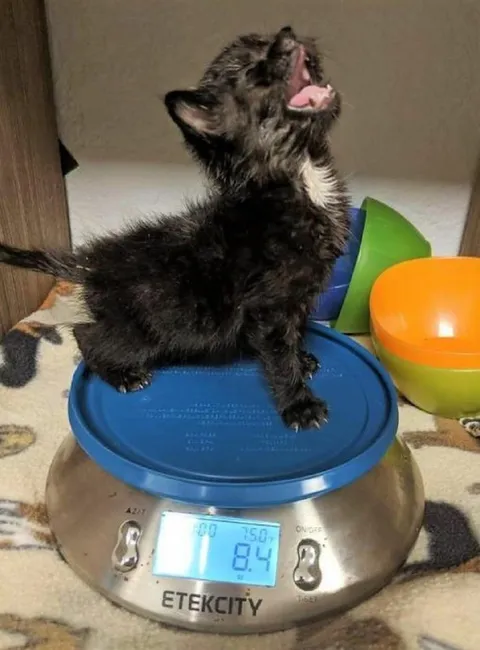 Nuclear Kitten on the Scale