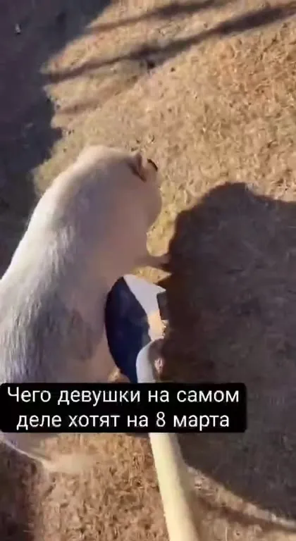 Чего девушки хотят на 8 марта