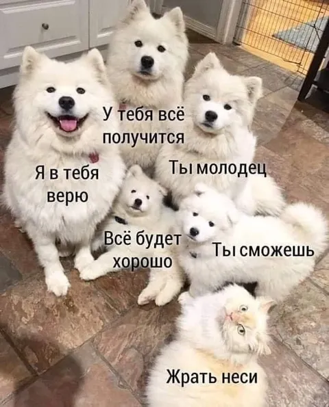 Самоеды поддерживают кота