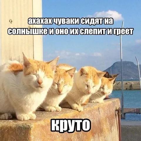 Коты жарятся на солнышке