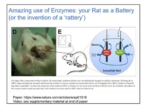 Your Rat as a Battery