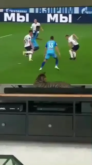 Кот смотрит футбол и радуется