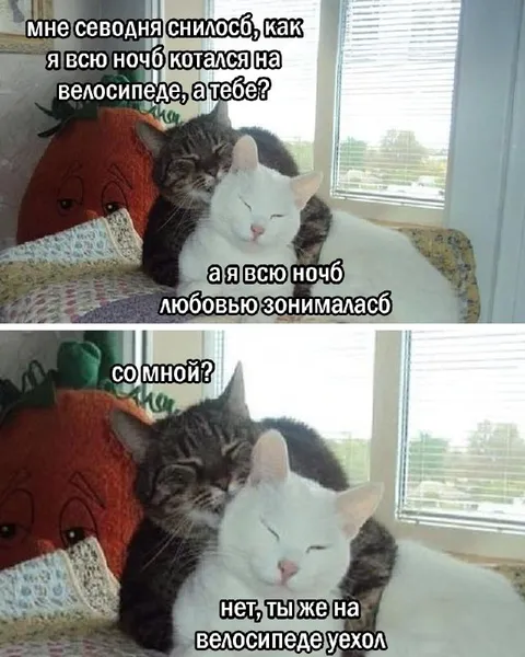 Кошка всю ночь занималась любовью