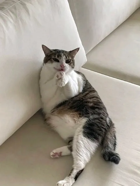 Кот умоляет на диване
