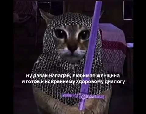Кот готов к здоровому диалогу