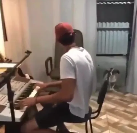 Собака слушает пианиста
