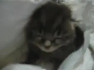 Котёнок прячется под одеялом
