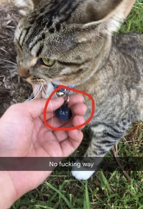 No Fucking Way Cat