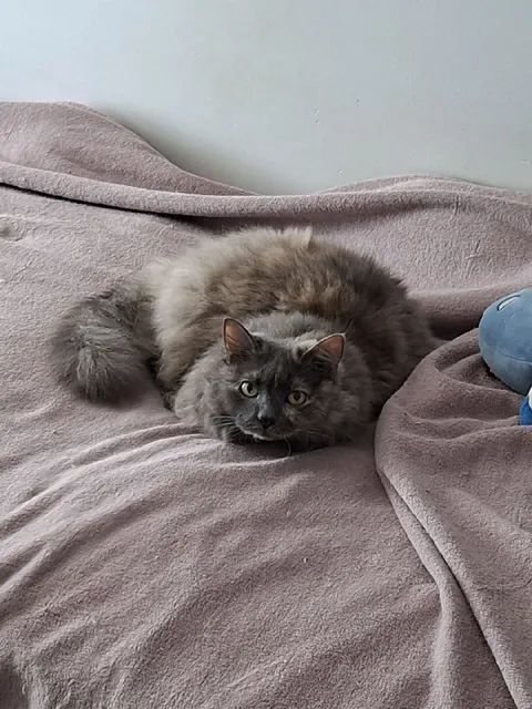 Сердитый пушистый кот