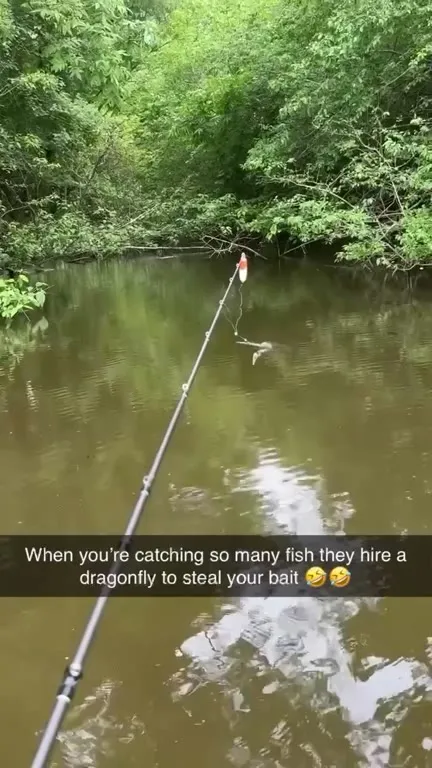 Dragonfly Steals the Bait