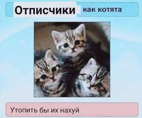 Отписчики как котята