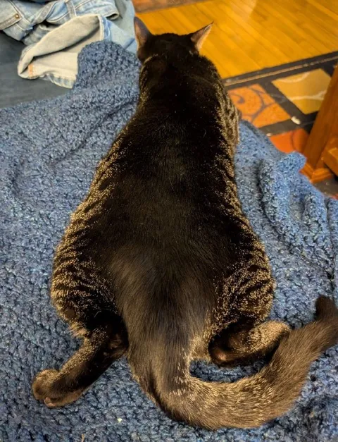 Кот в позе лягушки