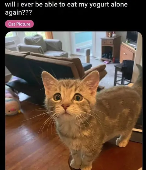 Cat Won’t Let Me Eat Yogurt Alone