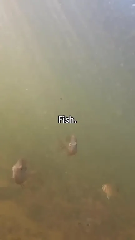 Fish Suddenly Explodes