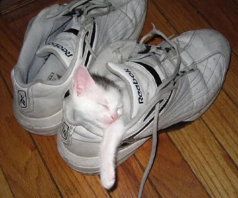 Котик спит в кроссовках