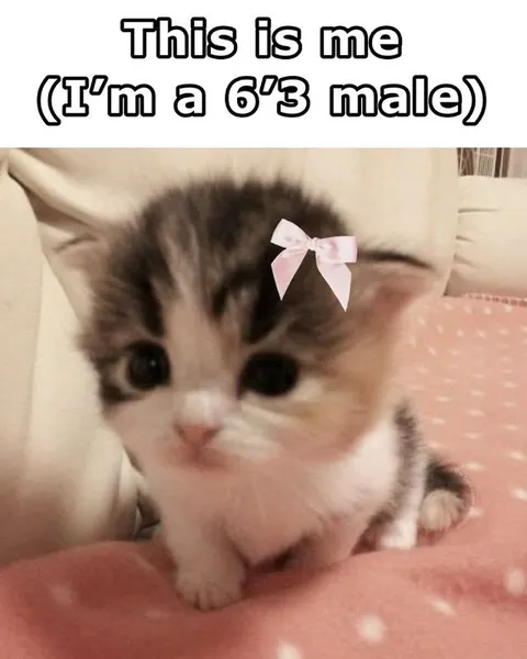 Six Foot Three Kitten