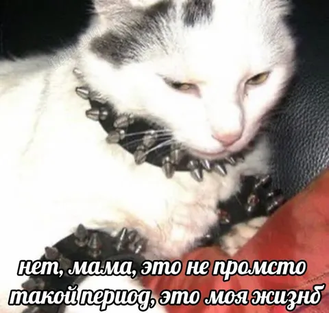 Панковский кот объясняет маме