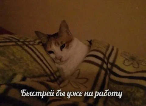 Кот хочет на работу