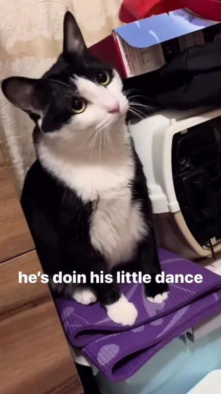 Cat Doing His Little Dance