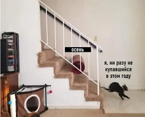Кот не купался всё лето