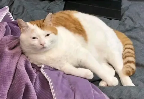Кот уютно лежит на кровати