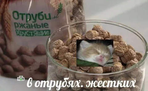 Кот в ржаных отрубях