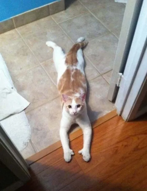 Кот лежит на пороге