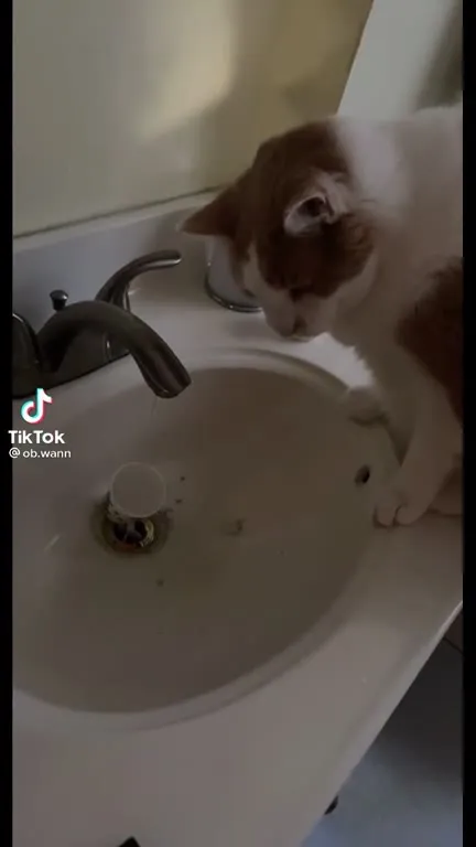 Cat Discovers the Cup Trick