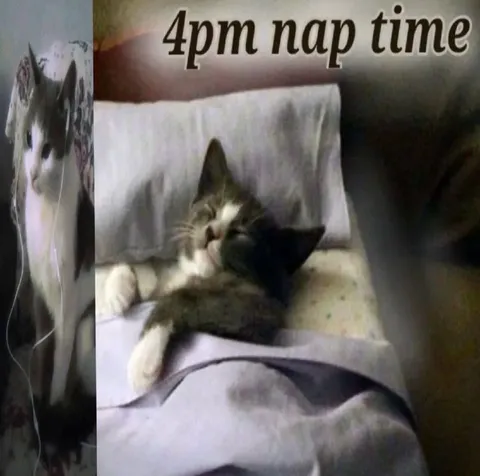 4pm Cat Nap Time
