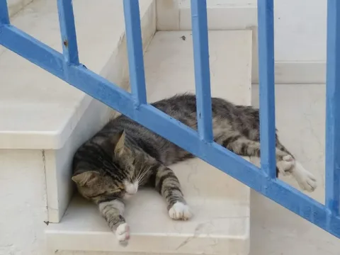 Кот спит за решёткой