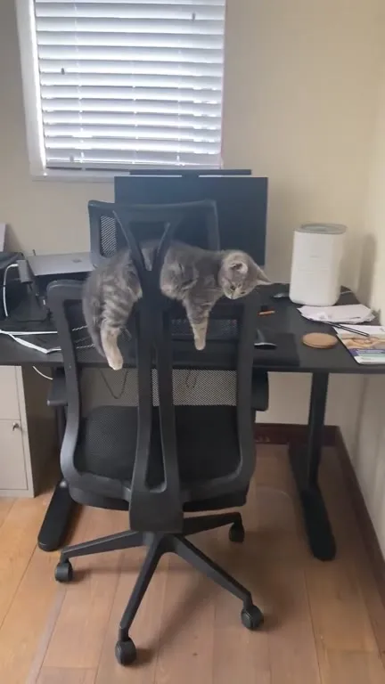 Кот ищет того самого фрика