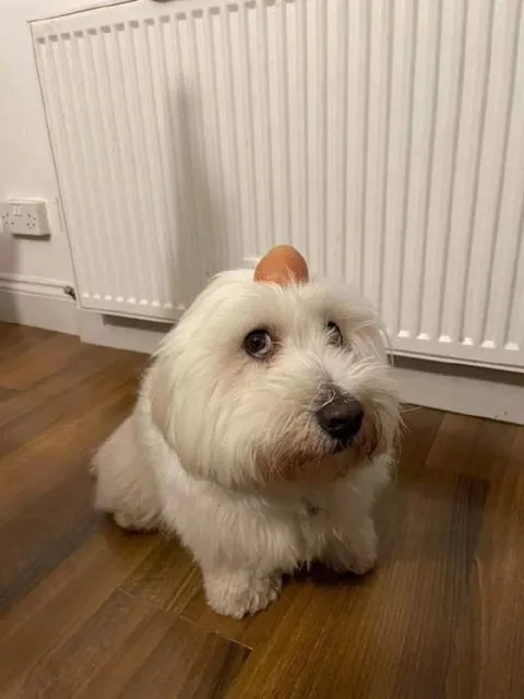 Собака с яйцом на голове