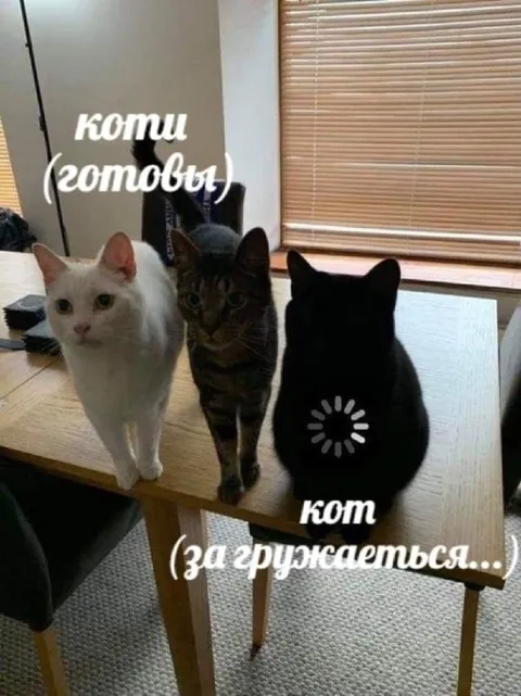 Кот загружается к встрече