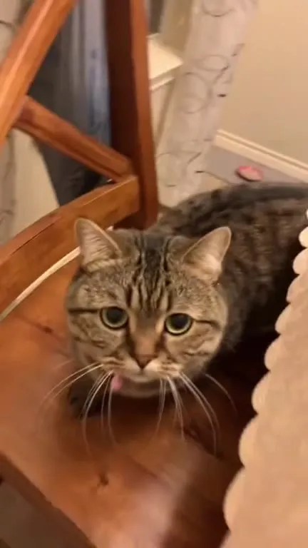 Epstein Didn’t Kill Himself Cat