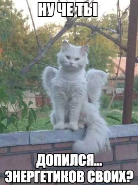 Кот после энергетиков