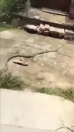 Змея убегает по переулку