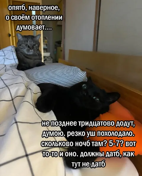 Коты ждут отопление