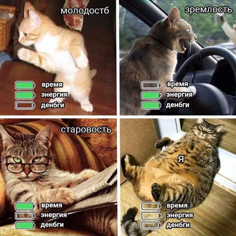 Кошачий баланс ресурсов