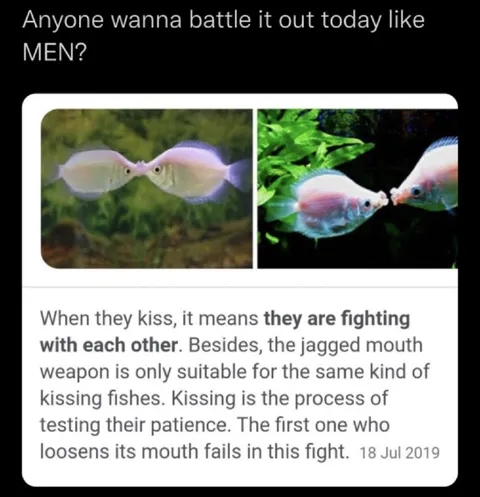 Fish Kissing Means Fighting