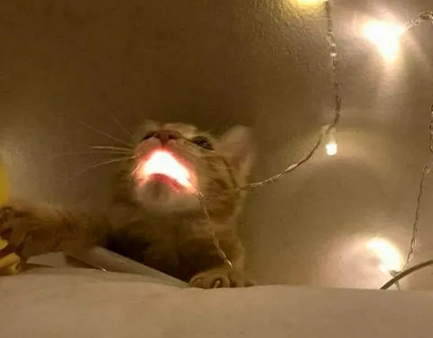 Кот с сияющей пастью
