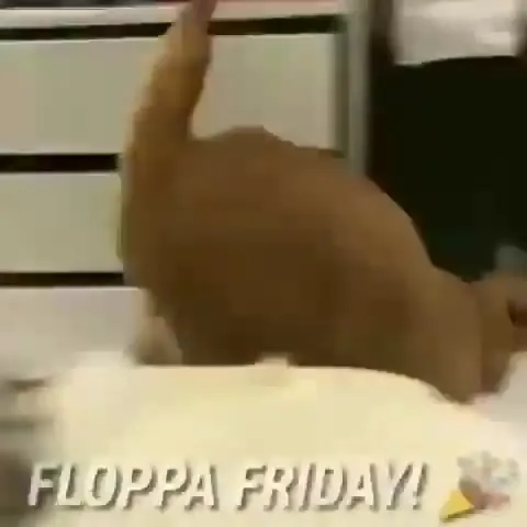 Floppa Friday Cat Compilation