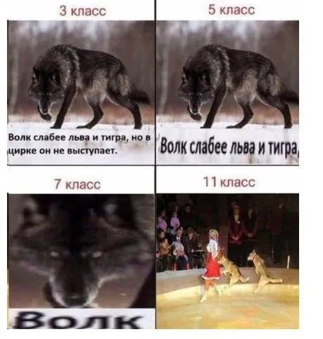 Волк от третьего до одиннадцатого класса