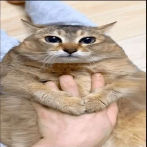 Недовольный кот на руках