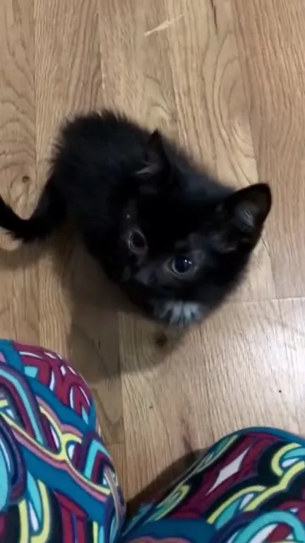 Чёрный котёнок яростно мяукает