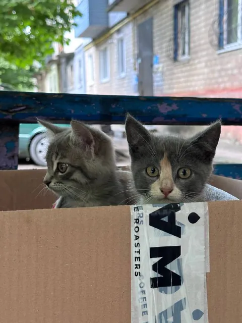 Two Kittens in a Box