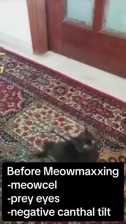 Meowmaxxing Before and After