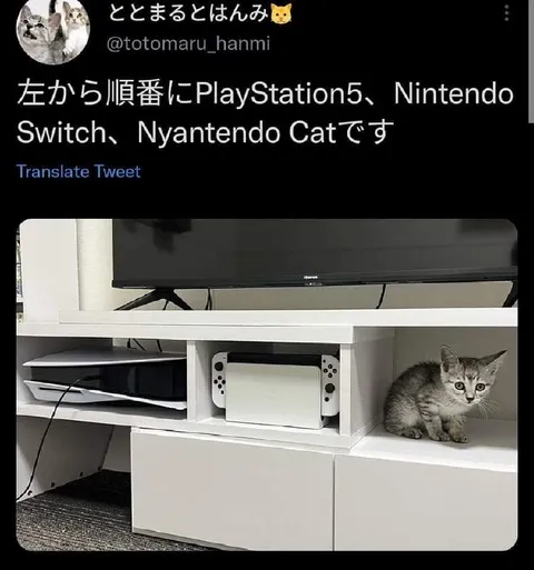 ゲーム機と並ぶ猫