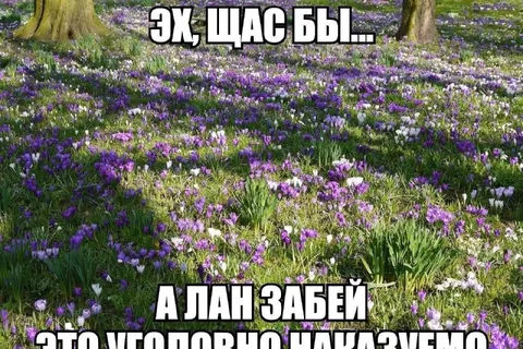 Эх, щас бы на лугу