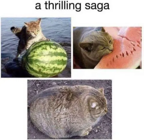 A Thrilling Saga Cat